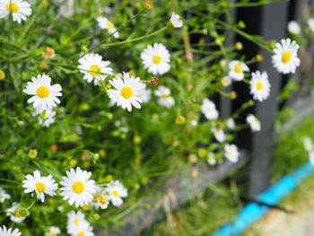 Close-up of white daisy flowers