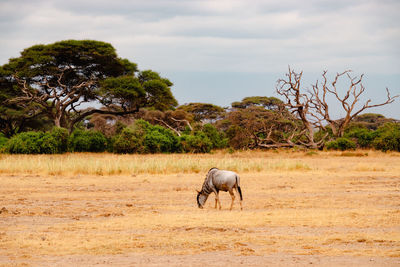 Horse grazing on field against sky