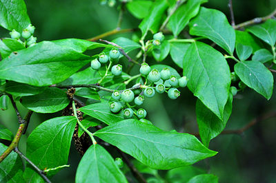 Close-up of young blueberries on branch