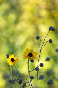 Close-up of yellow flowers