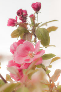 Close-up of pink flowers