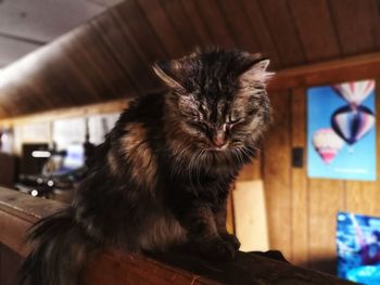 Close-up of a cat looking away