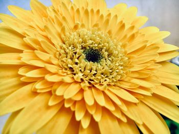 Close-up of yellow daisy flower