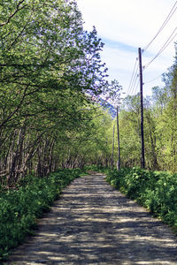 Footpath amidst trees against sky
