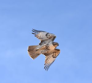 Low angle view of eagle flying against clear blue sky