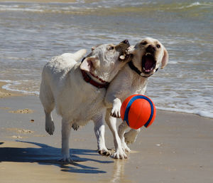 Scenes from the beach on st. george island, florida.