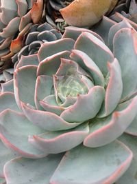 Close-up of succulent plant