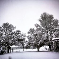 Bare trees along road