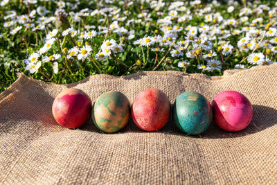 Springtime and easter concept. coloured eggs on a jute cloth in a grass full of daisies.