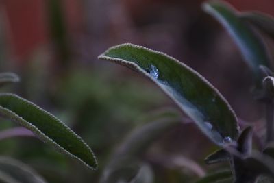 Close-up of wet plant