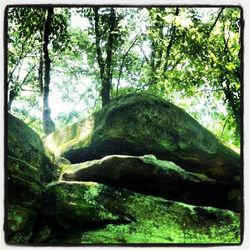 Moss covered rocks in forest