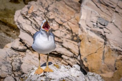 High angle view of bird perching on rock