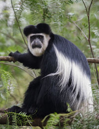 Monkey sitting in a forest