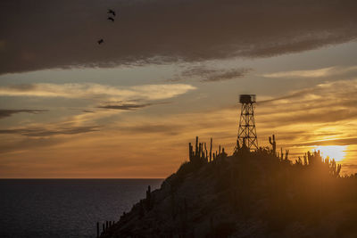 Silhouette birds flying over sea against sky during sunset