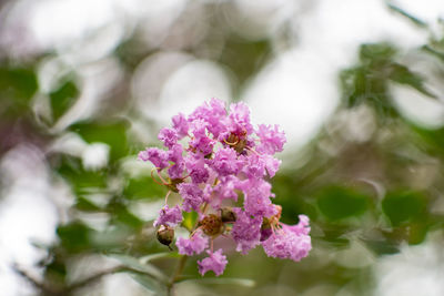 Close-up of pink flowering plant