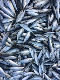 Full frame shot of fish for sale in market