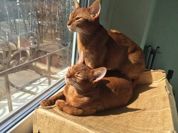 View on two brown cats sitting on box