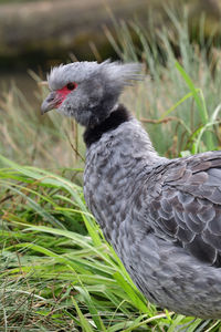 Close-up of a southern screamer 