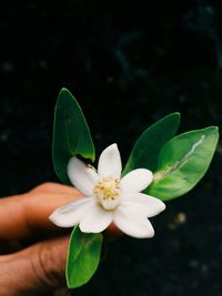 Close-up of hand holding white flowering plant