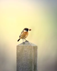 Close-up of bird perching on feeder