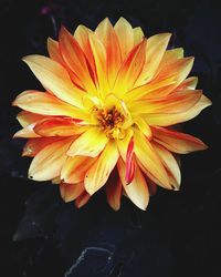 Close-up of insect on flower