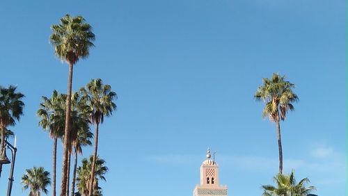 Low angle view of coconut palm trees against blue sky