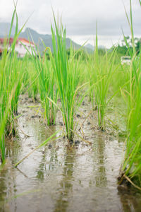 Surface level of grass on field against sky