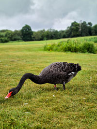 Mallard duck on field