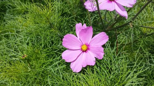 Close-up of purple flower