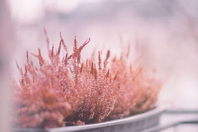 Close-up of frozen plant