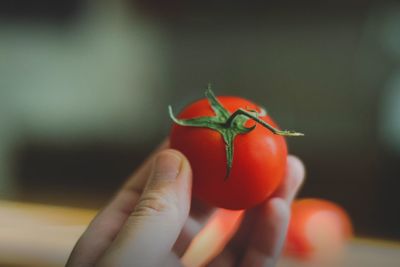 Close-up of hand holding tomato