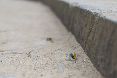 Close-up of insect on rock