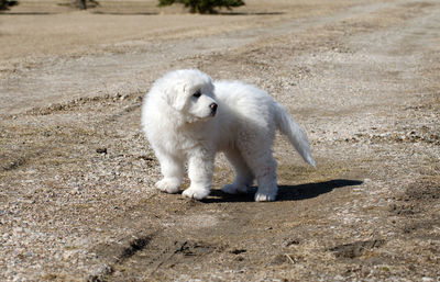 White cat standing on field