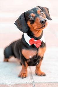 Close-up of dog looking away