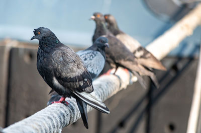 Close-up of pigeons perching on railing