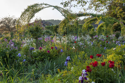 Scenic view of flowering plants on field against trees