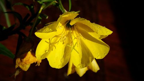 Close-up of yellow flower