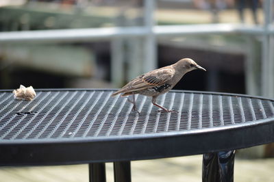 Close-up of bird