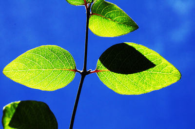 Close-up of green leaves against blue sky