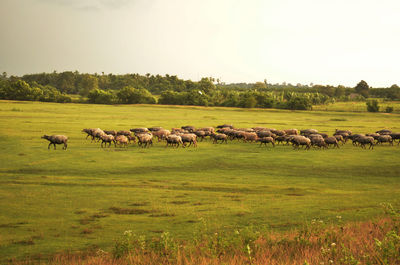 Flock of sheep on grassy field