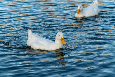 Large white pekin peking aylesbury american heavy single white duck water fowl low level close up 