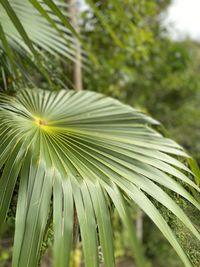 Close-up of palm leaves