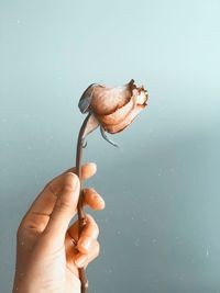 Cropped hand holding dry flower