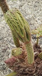 Close-up of cactus growing on field