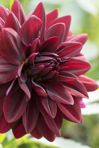 Close-up of pink dahlia