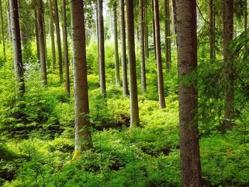 Trees in forest