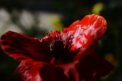 Close-up of red flower