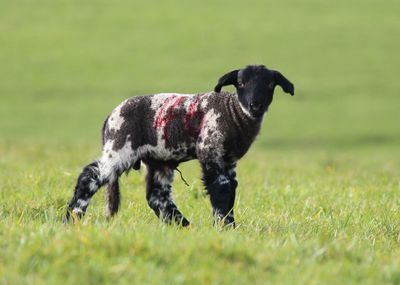 Black dog running on grass