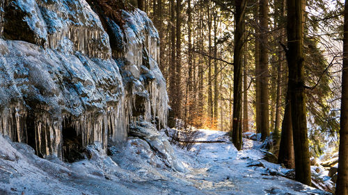 Trees in forest during winter