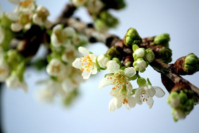 Close-up of fresh fruits on tree